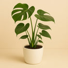 Monstera Deliciosa - 55cm in einem modernen Studio mit modernem Topf