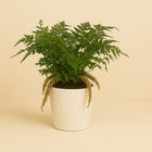 Humata Tyermannii - 30cm in einem modernen Studio mit modernem Topf