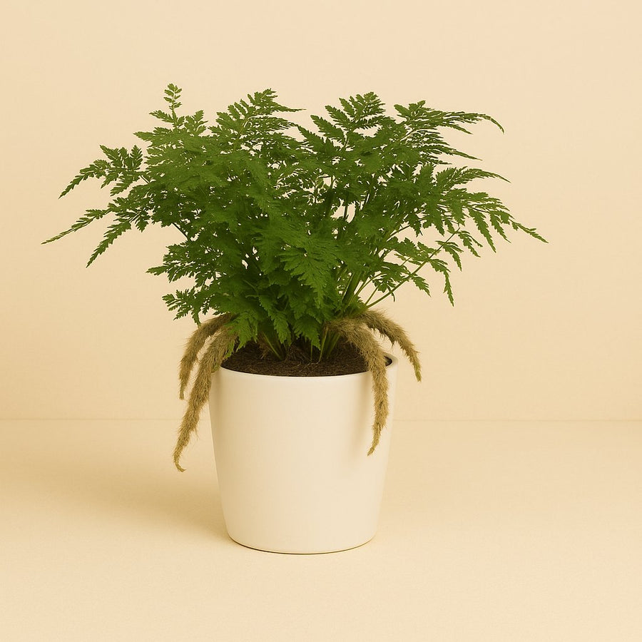 Humata Tyermannii - 30cm in einem modernen Studio mit modernem Topf