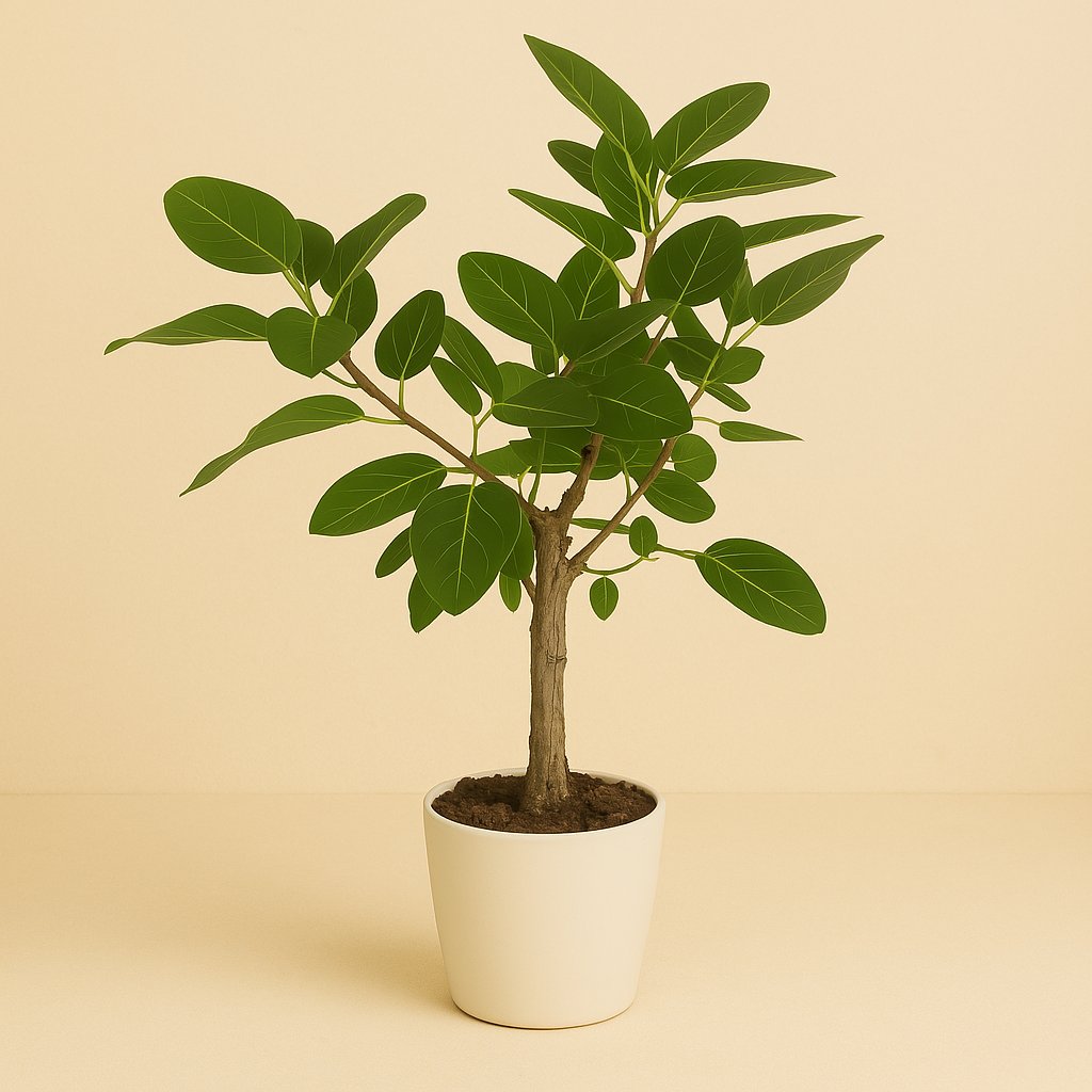 Ficus Altissima - 110cm in einem modernen Studio mit modernem Topf