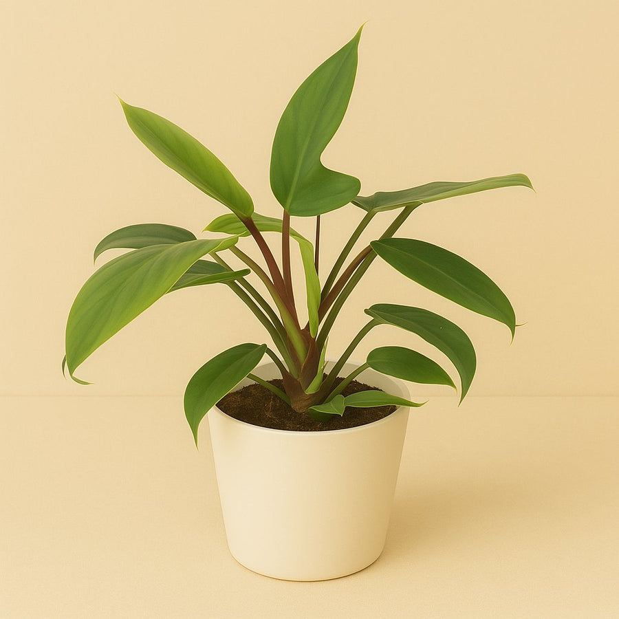 Philodendron Florida Green - 25cm in einem modernen Studio mit modernem Topf