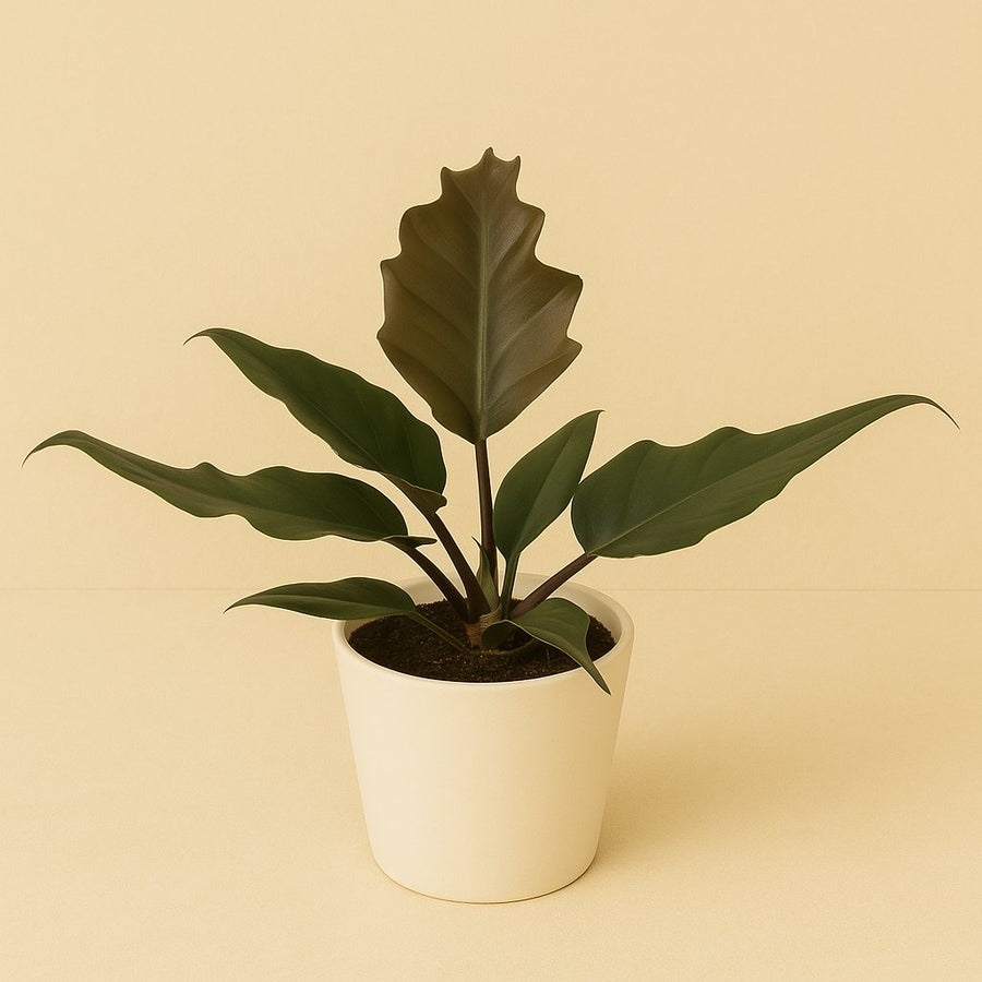 Philodendron Caramel - 25cm in einem modernen Studio mit modernem Topf