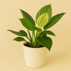 Philodendron White Wave - 25cm in einem modernen Studio mit modernem Topf