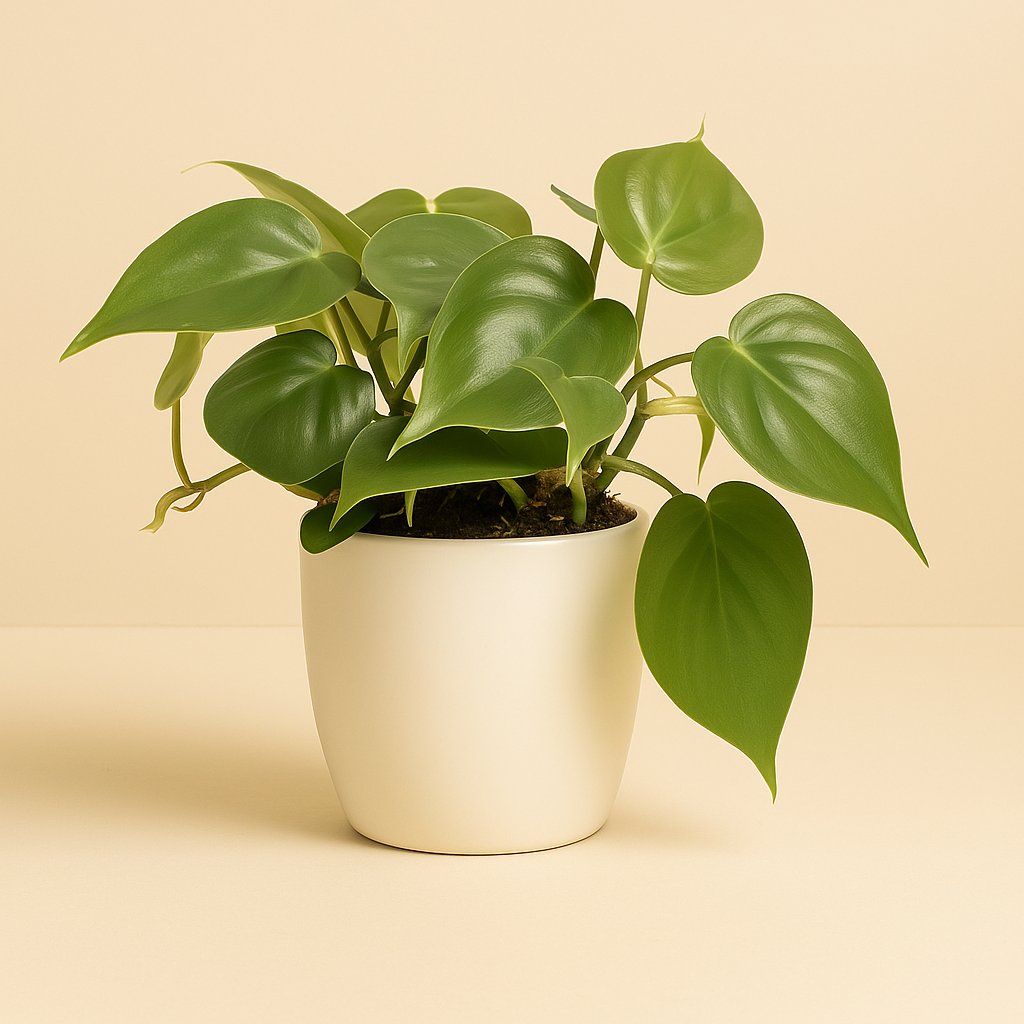 Philodendron Scandens - 20cm in einem modernen Studio mit modernem Topf