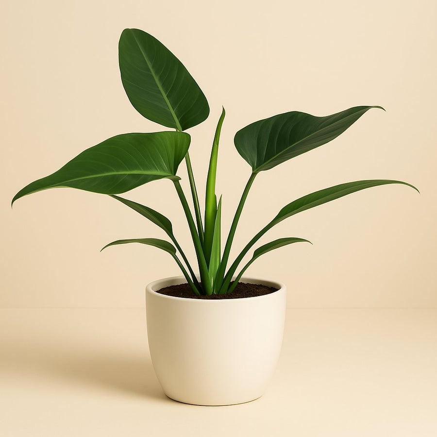 Philodendron Congo Millions - 70cm in einem modernen Studio mit modernem Topf