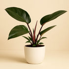 Philodendron Congo Rojo - 65cm in einem modernen Studio mit modernem Topf