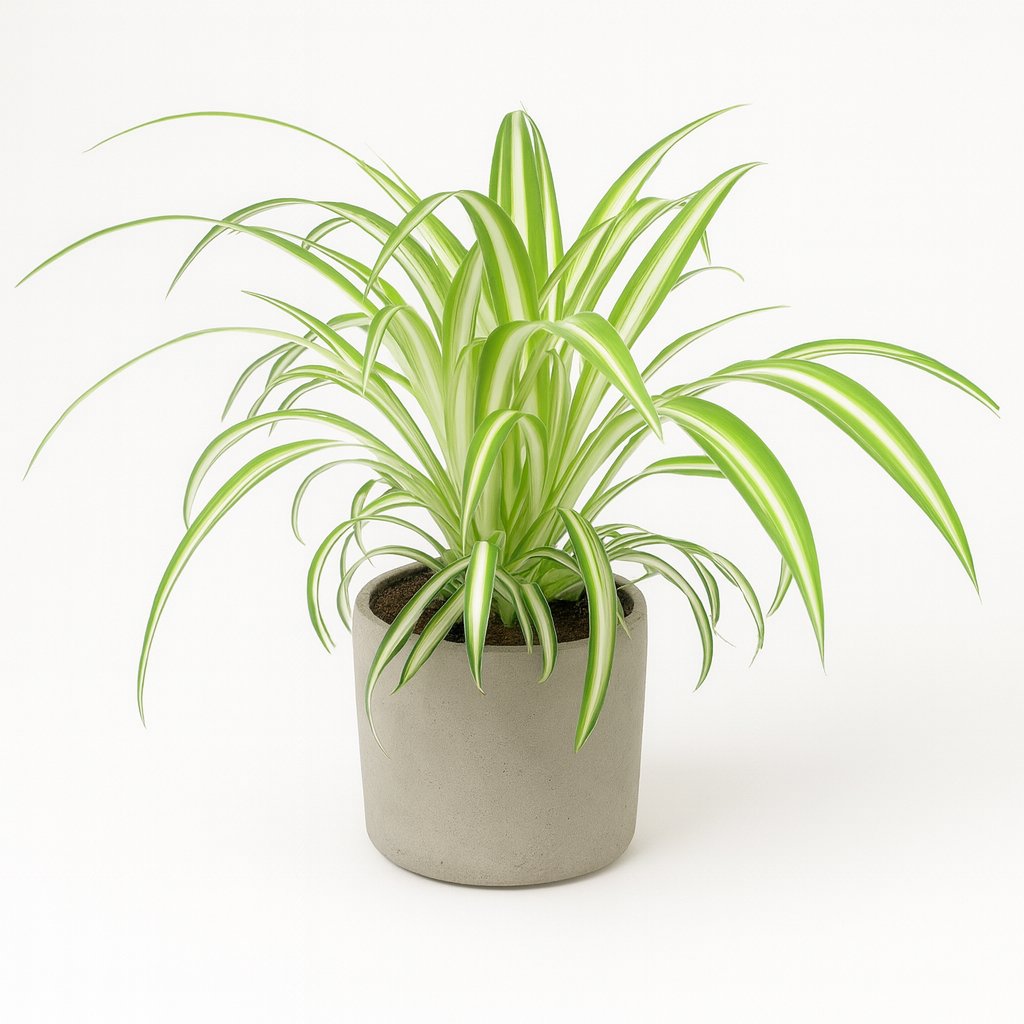 Chlorophytum - 25cm in einem modernen Studio mit modernem Topf