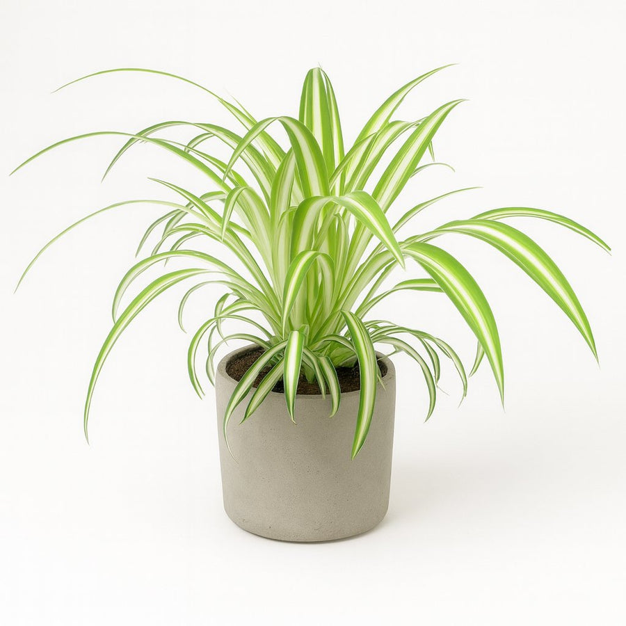 Chlorophytum - 25cm in einem modernen Studio mit modernem Topf