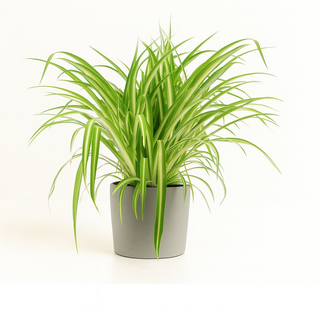 Chlorophytum Comosum Variegatum - 30cm in einem modernen Studio mit modernem Topf