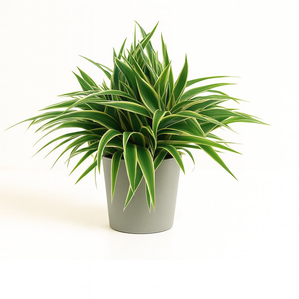 Chlorophytum Ocean - 25cm in einem modernen Studio mit modernem Topf