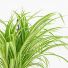 Chlorophytum Comosum Variegatum - 30cm