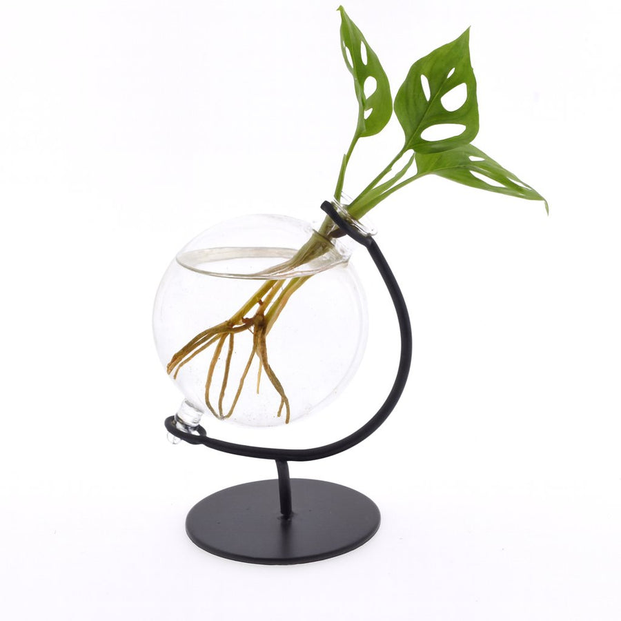 Clusia In Victoria Glas - 10cm in einem modernen Studio mit modernem Topf