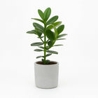 Clusia Rosea Princess - 15cm in einem modernen Studio mit modernem Topf