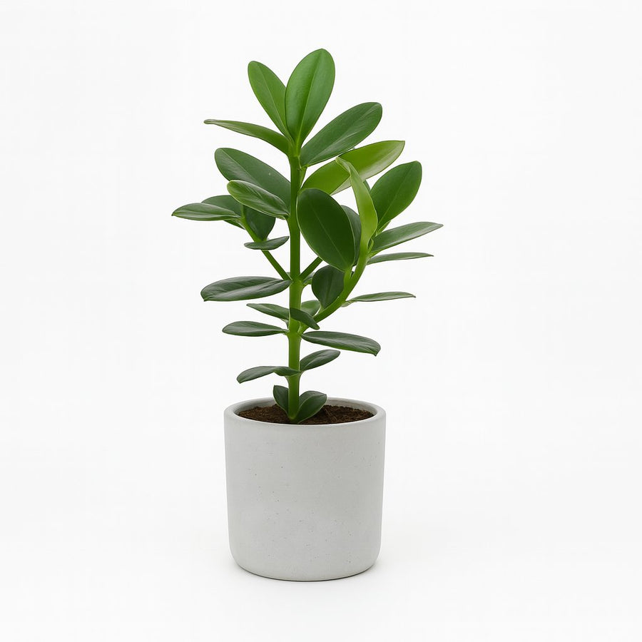 Clusia Rosea Princess - 15cm in einem modernen Studio mit modernem Topf