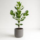 Clusia Rosea Princess - 60cm in einem modernen Studio mit modernem Topf