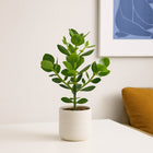 Clusia Rosea Princess - 60cm