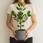 Clusia Rosea Princess - 60cm