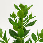 Clusia Rosea Princess - 60cm-Nahaufnahme