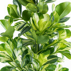 Clusia Rosea White Star - 95cm