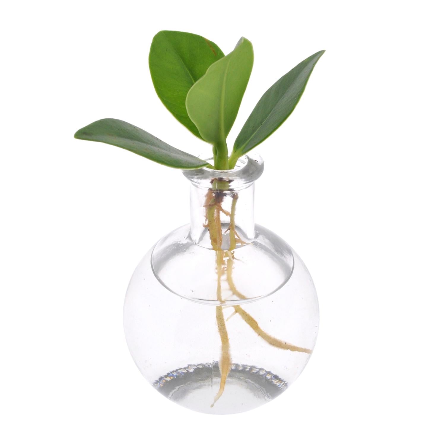 Clusia im Samoa Glas - 10cm in einem modernen Studio mit modernem Topf