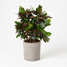 Codiaeum Magnificent (Croton Magnificent) - 110cm in einem modernen Studio mit modernem Topf