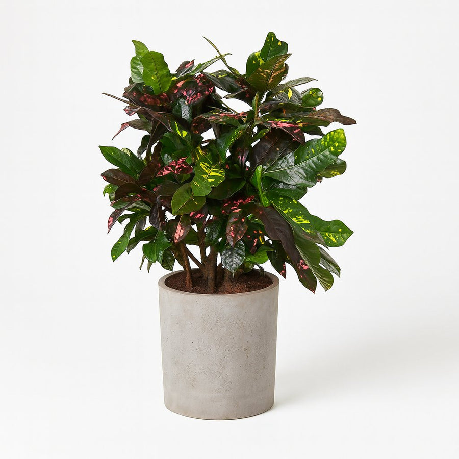 Codiaeum Magnificent (Croton Magnificent) - 110cm in einem modernen Studio mit modernem Topf