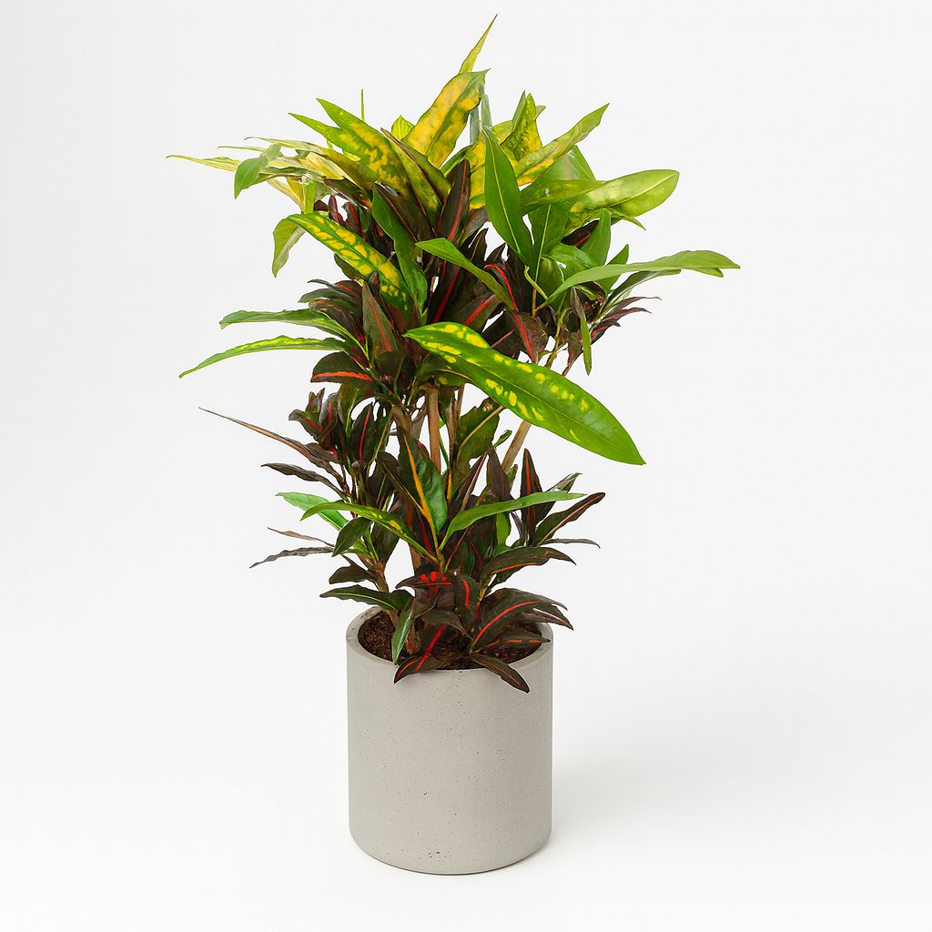 Codiaeum Mango (Croton Mango) - 110cm in einem modernen Studio mit modernem Topf