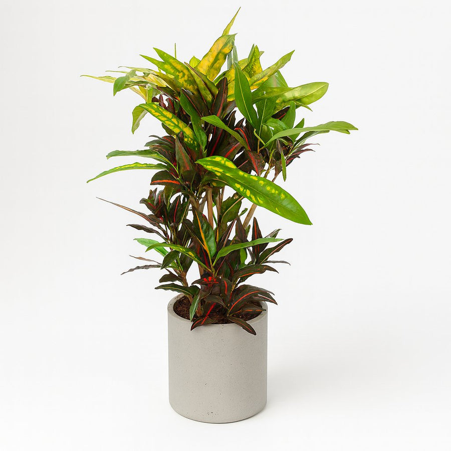 Codiaeum Mango (Croton Mango) - 110cm in einem modernen Studio mit modernem Topf
