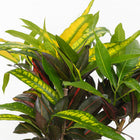 Codiaeum Mango (Croton Mango) - 110cm