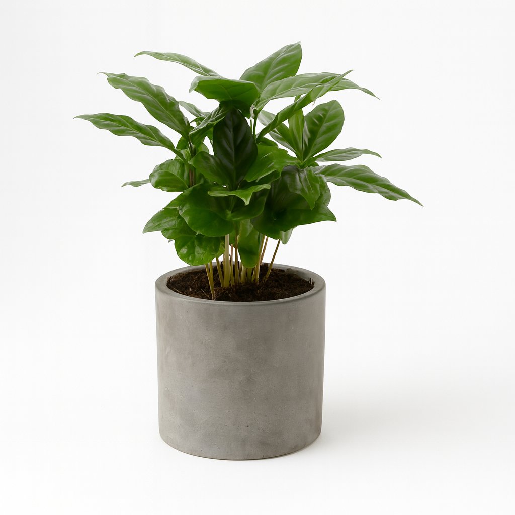 Coffea Arabica - 30cm in einem modernen Studio mit modernem Topf