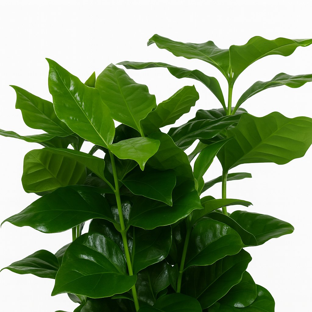 Coffea Arabica - 25cm