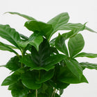 Coffea Arabica - 30cm