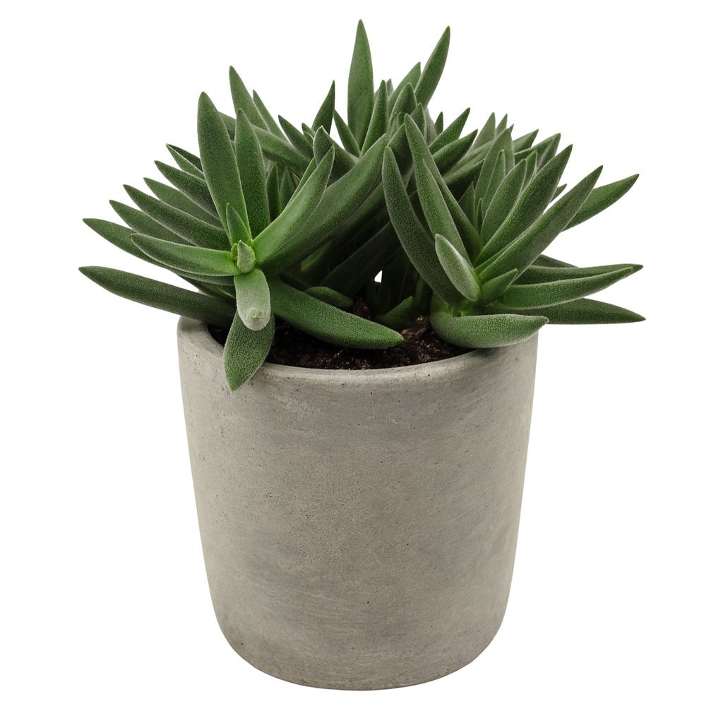Crassula Tenelli - 15cm in einem modernen Studio mit modernem Topf