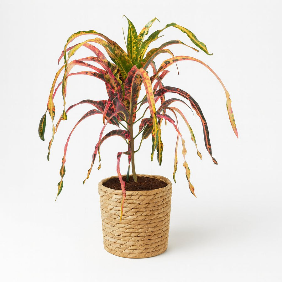 Croton Dreadlock - 85cm in einem modernen Studio mit modernem Topf