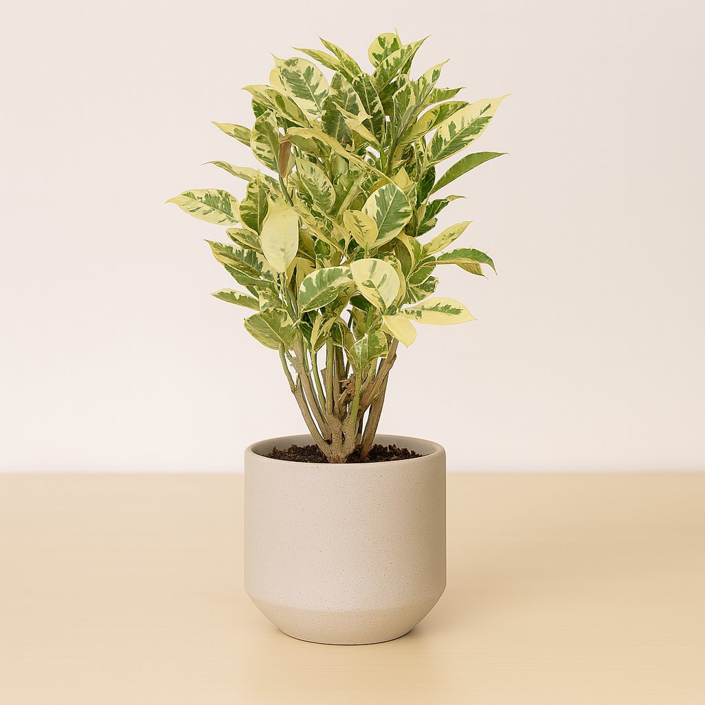 Croton Eburneum - 55cm in einem modernen Studio mit modernem Topf