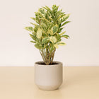 Croton Eburneum - 55cm in einem modernen Studio mit modernem Topf