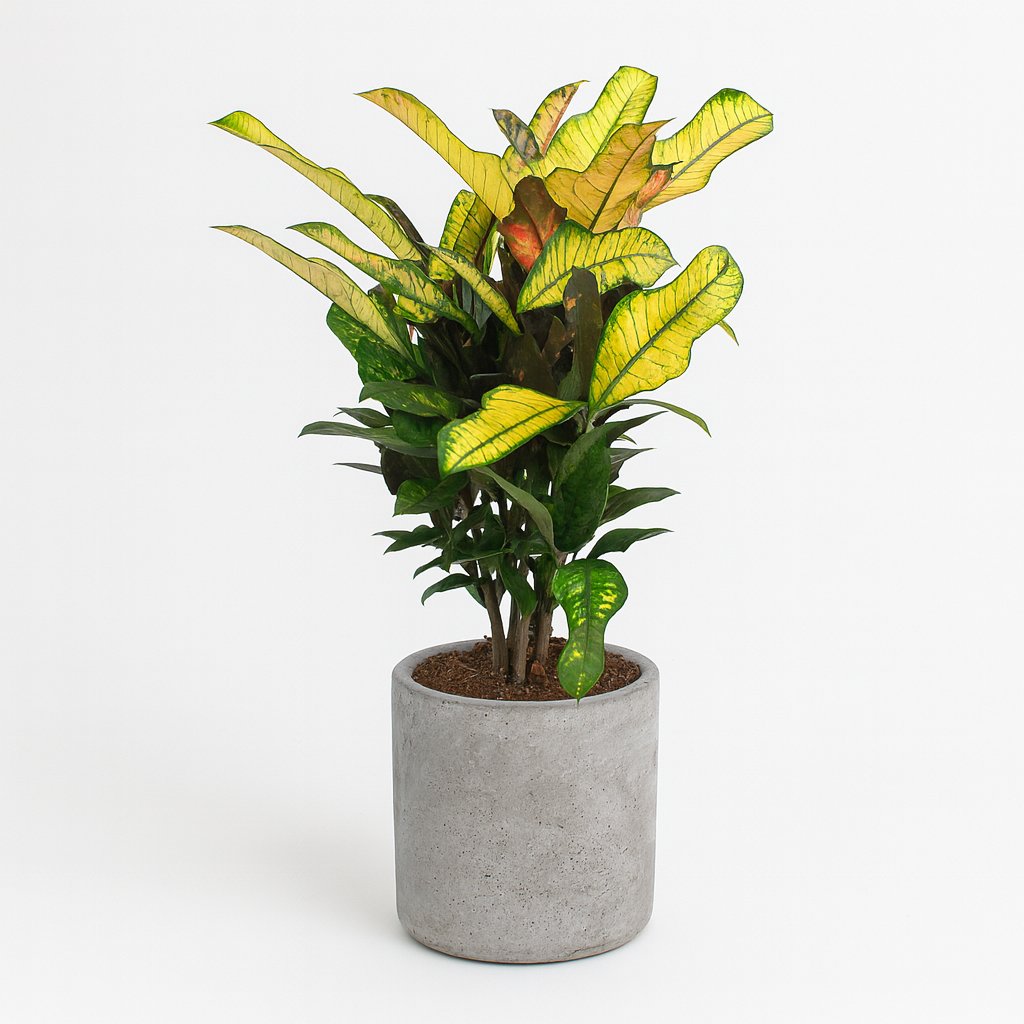 Croton Wilma - 60cm in einem modernen Studio mit modernem Topf