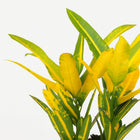 Croton Sunny Star - 30cm