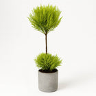 Cupressus Goldcrest Wilma - 60cm in einem modernen Studio mit modernem Topf