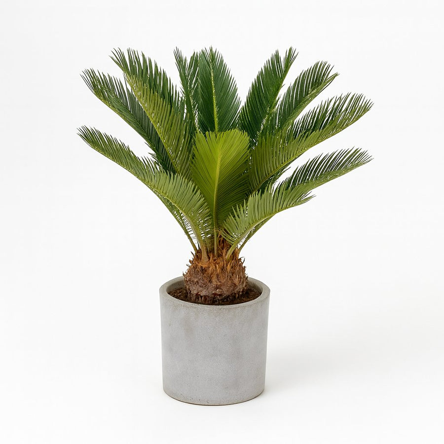Cycas Revoluta - 60cm in einem modernen Studio mit modernem Topf