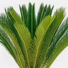 Cycas Revoluta - 60cm