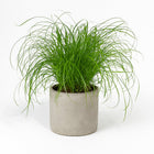 Cyperus Alternifolius - Katzengras - 20cm in einem modernen Studio mit modernem Topf