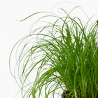 Cyperus Alternifolius - Katzengras - 20cm