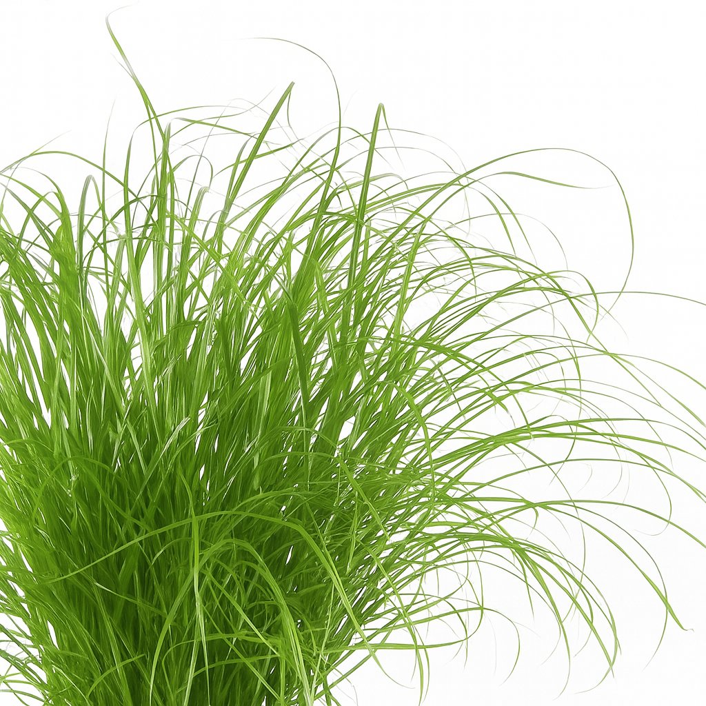 Cyperus Alternifolius Zumula - 28cm