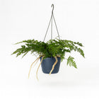 Davallia Bullata - 30cm in einem modernen Studio mit modernem Topf