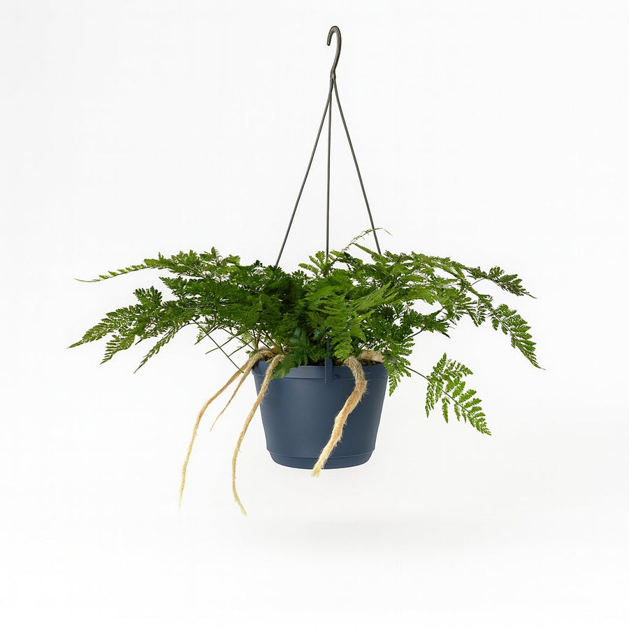 Davallia Bullata - 30cm in einem modernen Studio mit modernem Topf