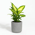 Dieffenbachia Camilla - 35cm in einem modernen Studio mit modernem Topf