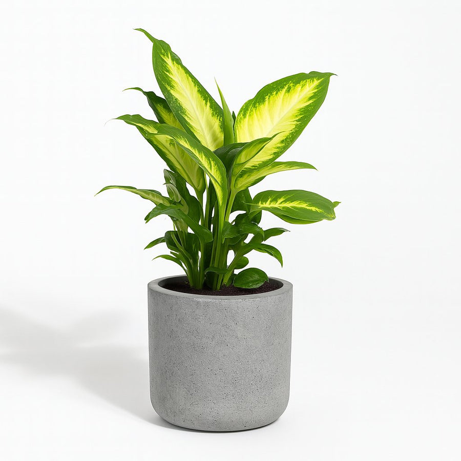 Dieffenbachia Camilla - 35cm in einem modernen Studio mit modernem Topf