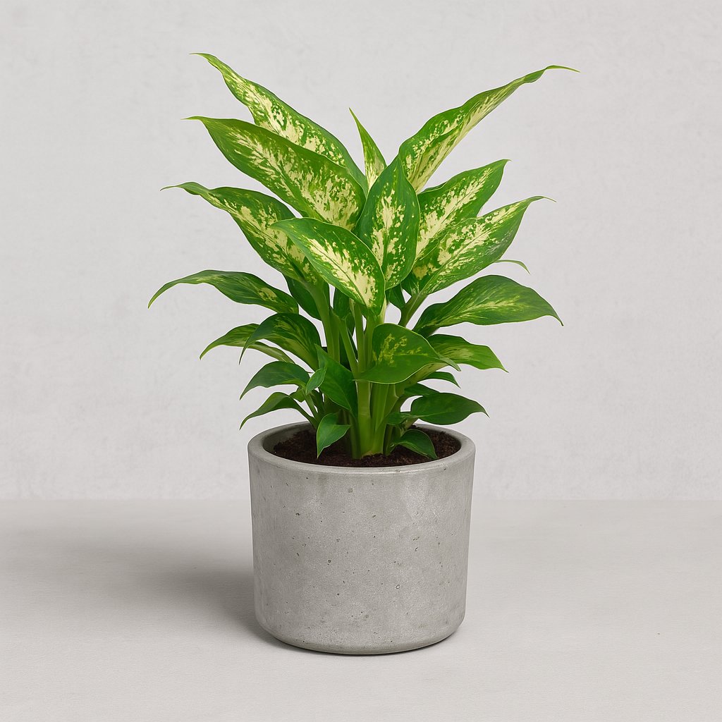 Dieffenbachia Compacta - 45cm in einem modernen Studio mit modernem Topf