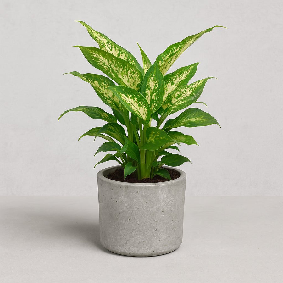 Dieffenbachia Compacta - 45cm in einem modernen Studio mit modernem Topf